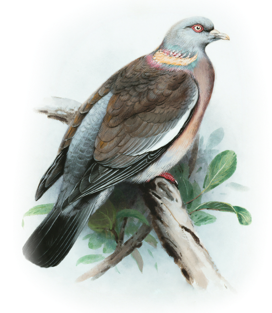 Bird